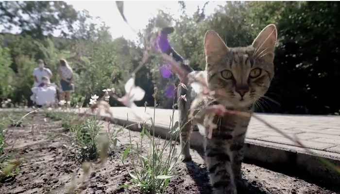 Napfény, növények és négylábú Vitamin